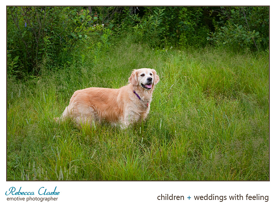 Ashley the dog 05