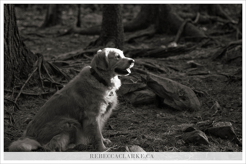 Ashley the dog 02