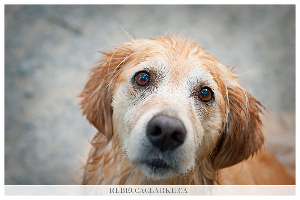 Ashley the dog 01