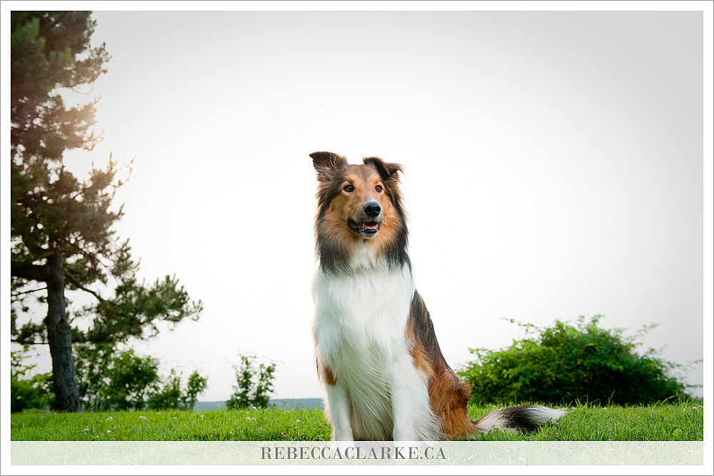Ben Dog Sheltie Park 01