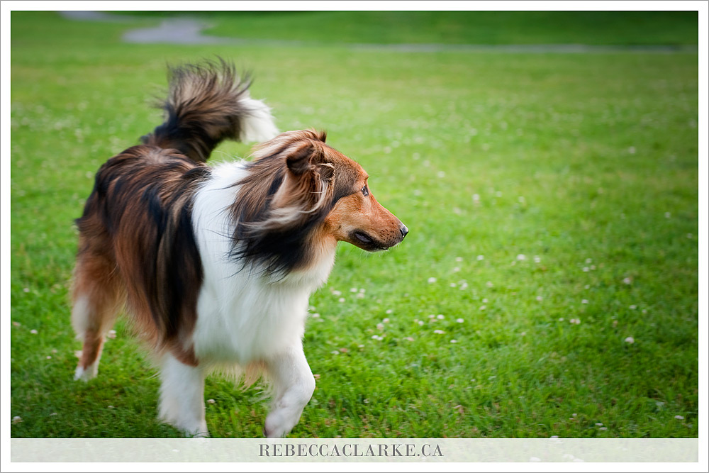 Ben Dog Sheltie Park 02