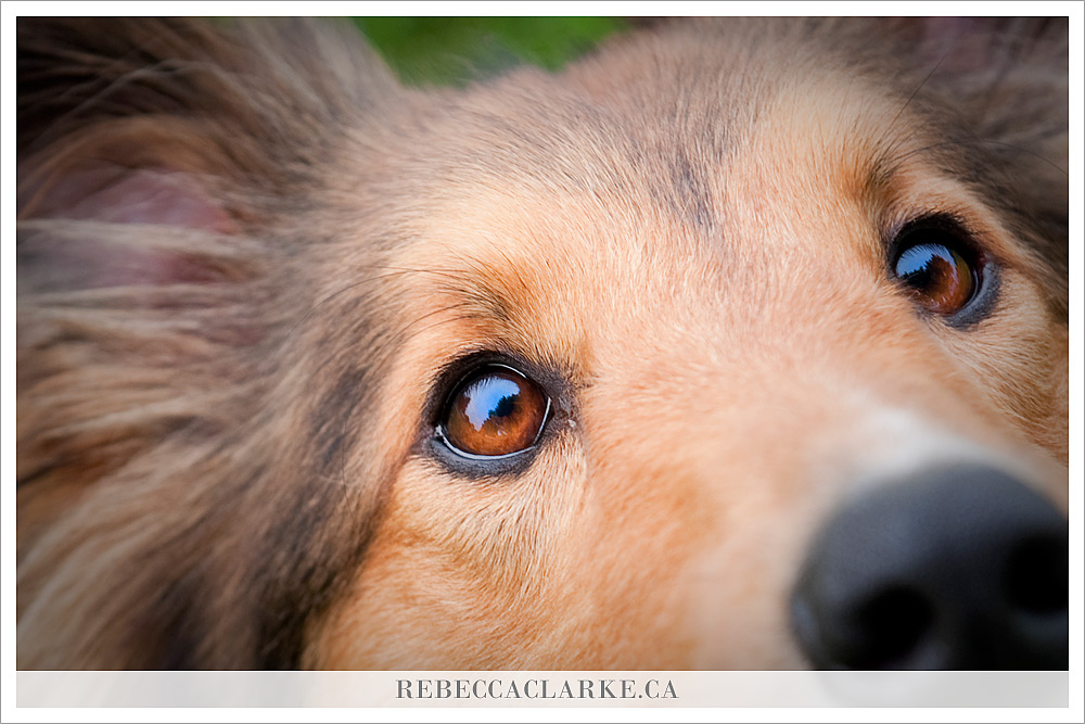 Ben Dog Sheltie Park 07