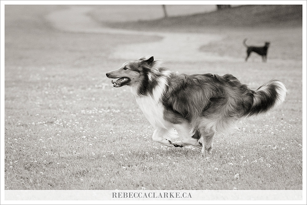 Ben Dog Sheltie Park 03
