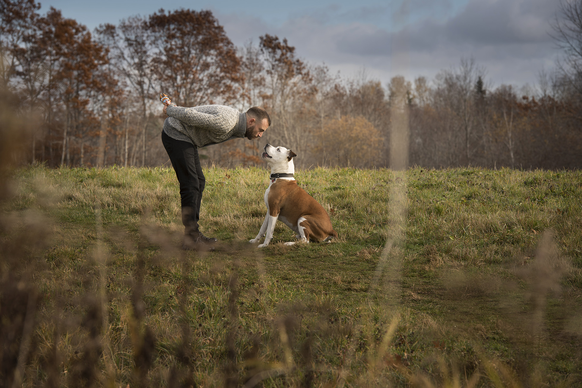 Dog portrait photography