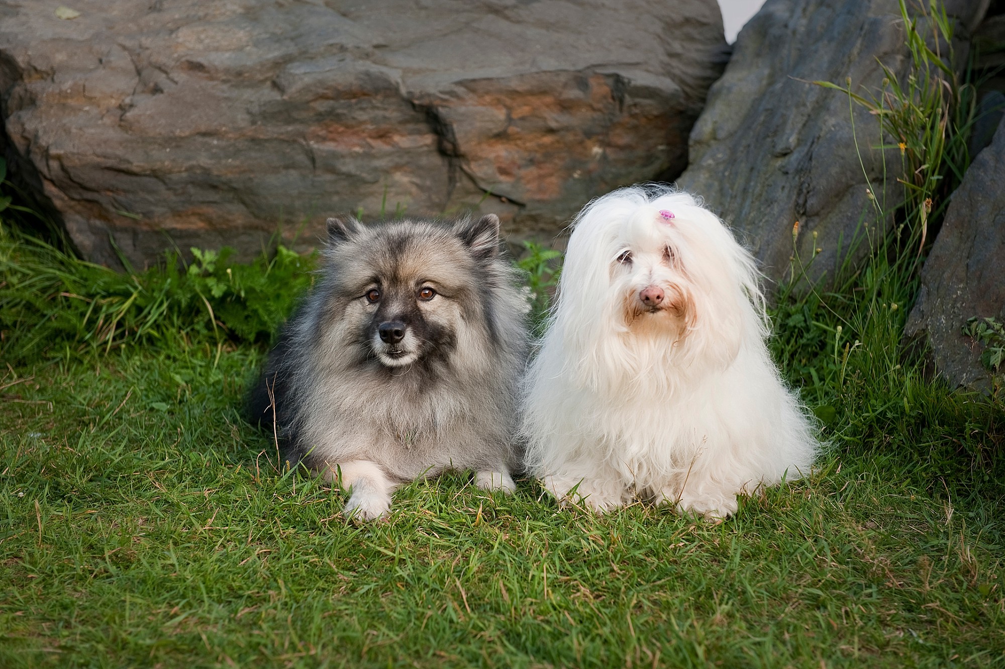 Halifax dog photographer