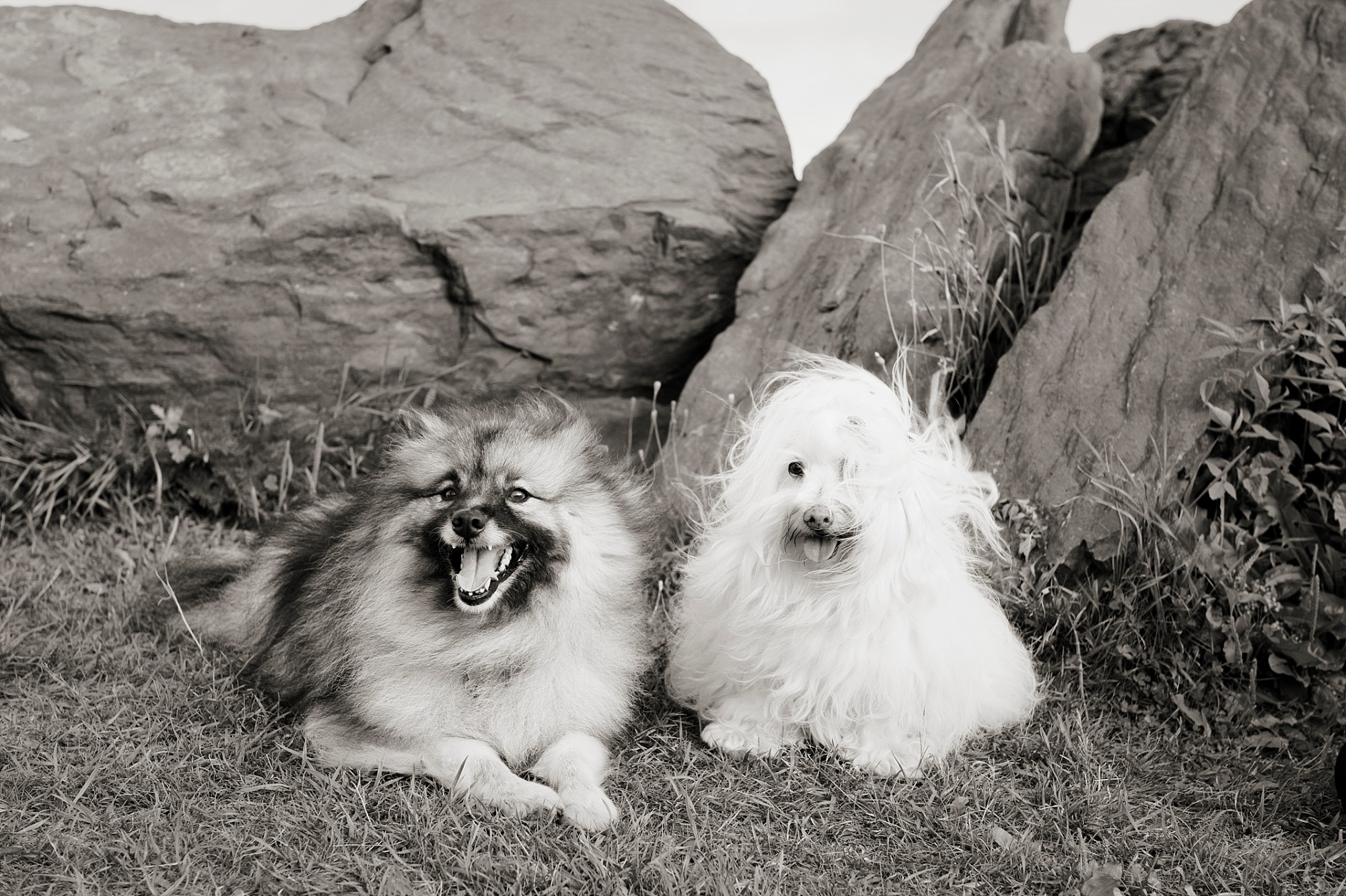 Dog portraits Halifax Nova Scotia