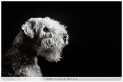 Honey light maternity session | Halifax prenatal photography