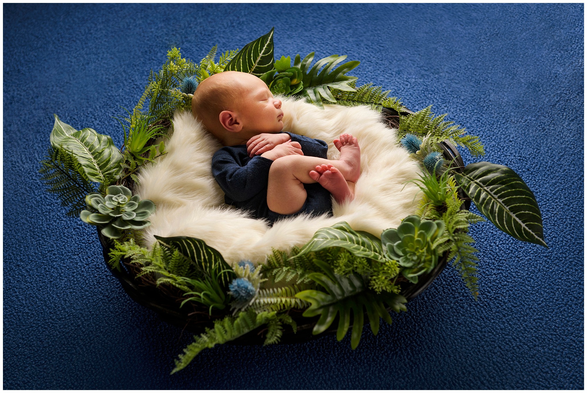 halifax newborn photos