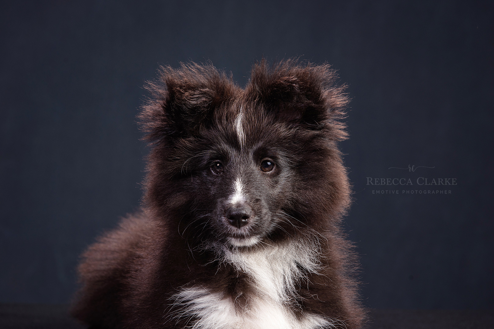 Pet portrait photographer