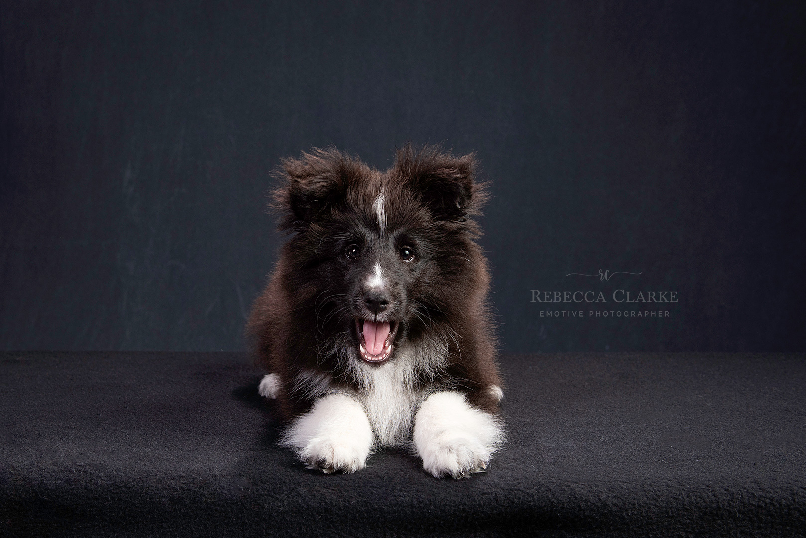 Pet portrait photography Halifax