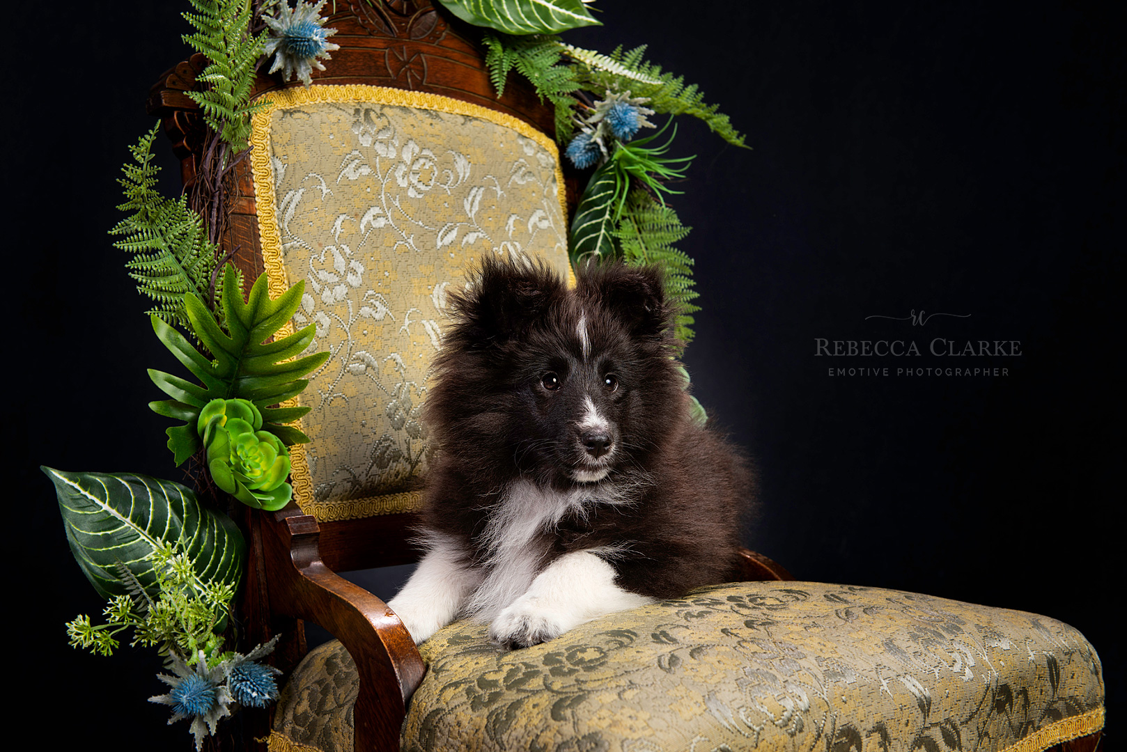Studio dog portraits
