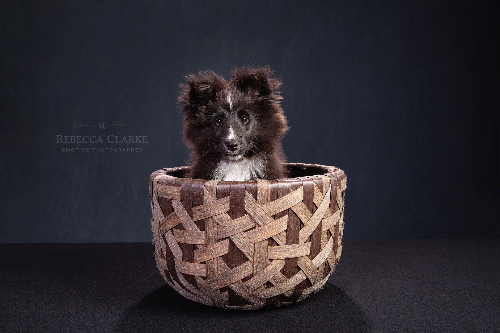 Dog portrait photography