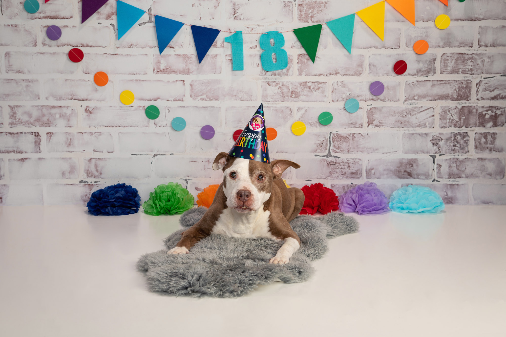 pet dog portrait session Halifax