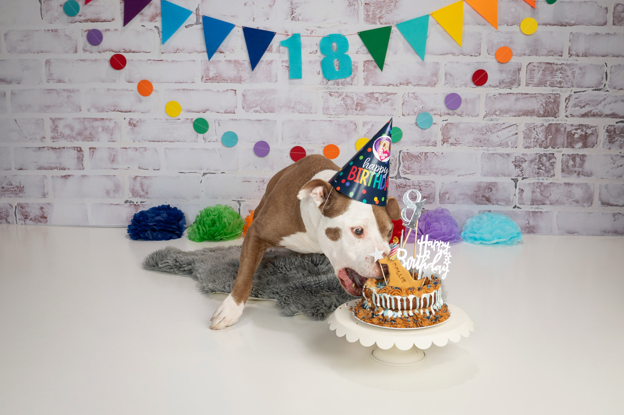 Dog birthday cake photo shoot