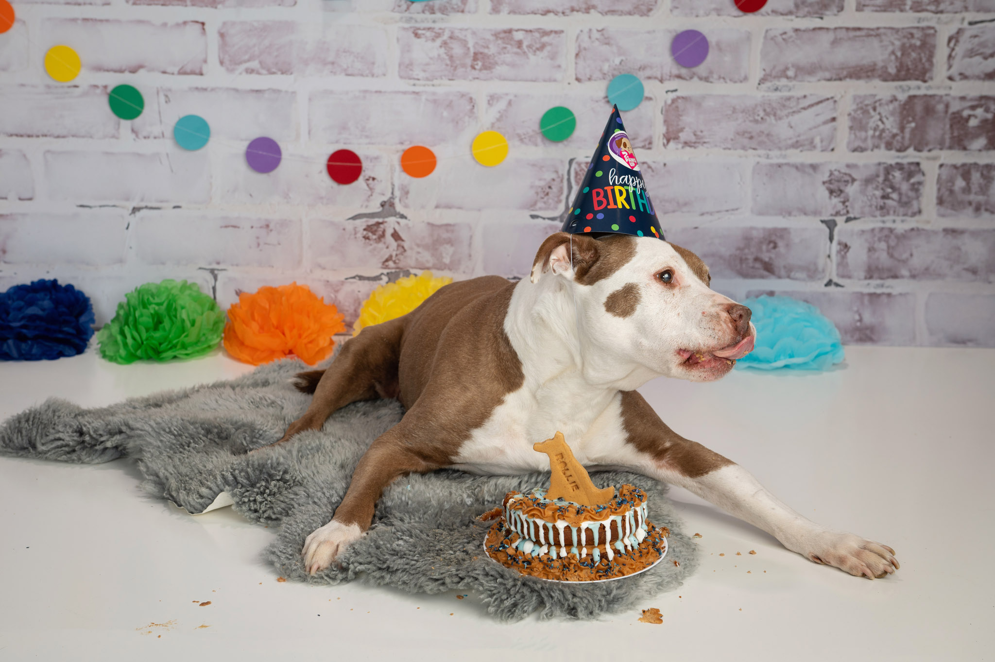 Dog cake smash photo shoot Halifax