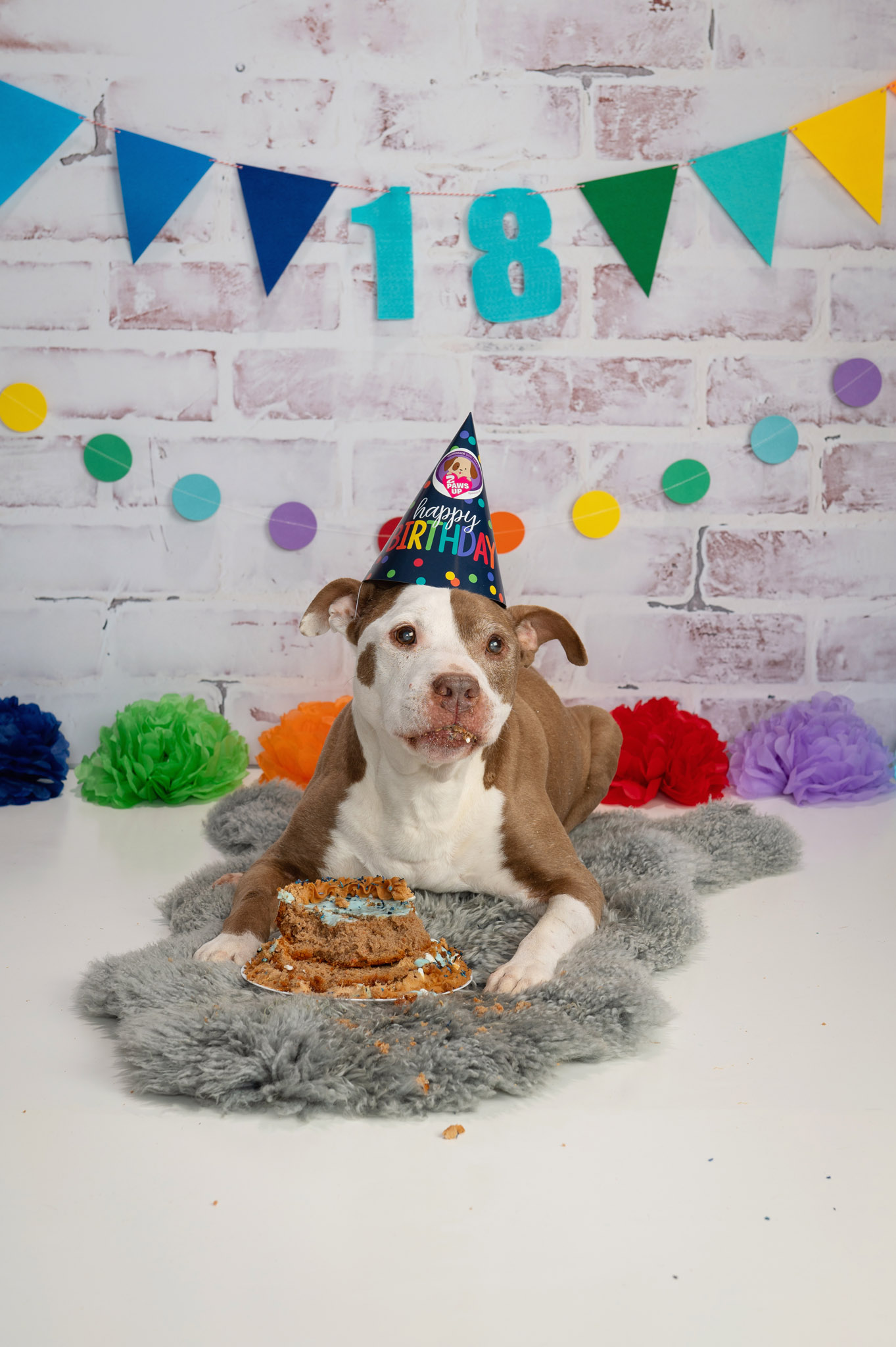 Pet portrait birthday photo shoot