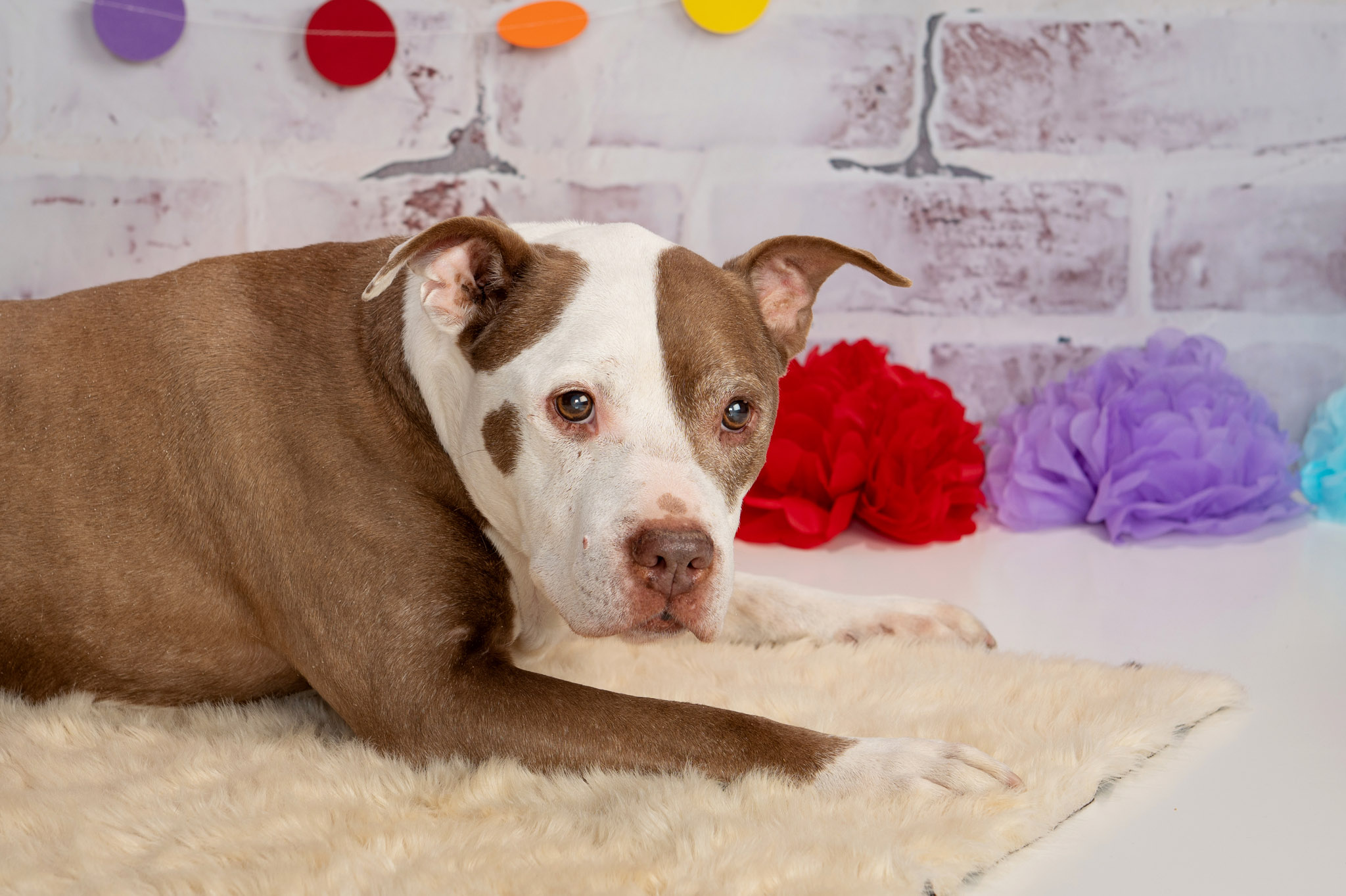 Pet photographer Halifax NS dog