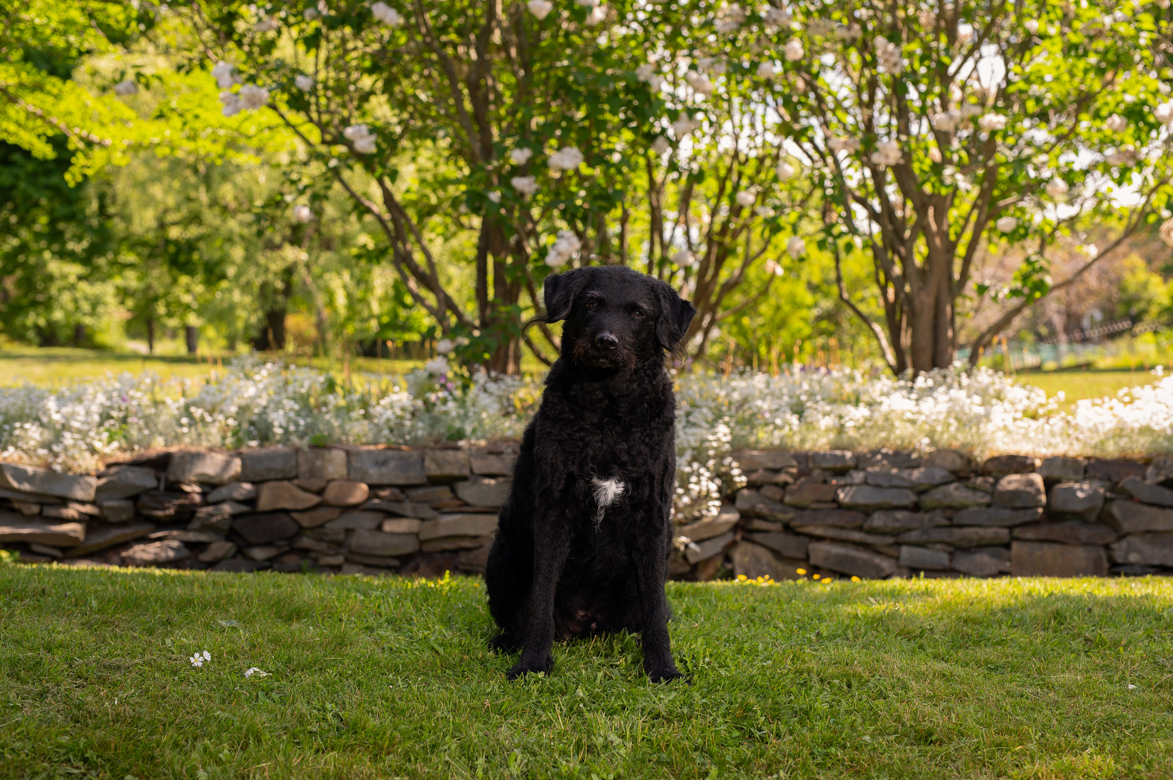 Halifax dog pet photography