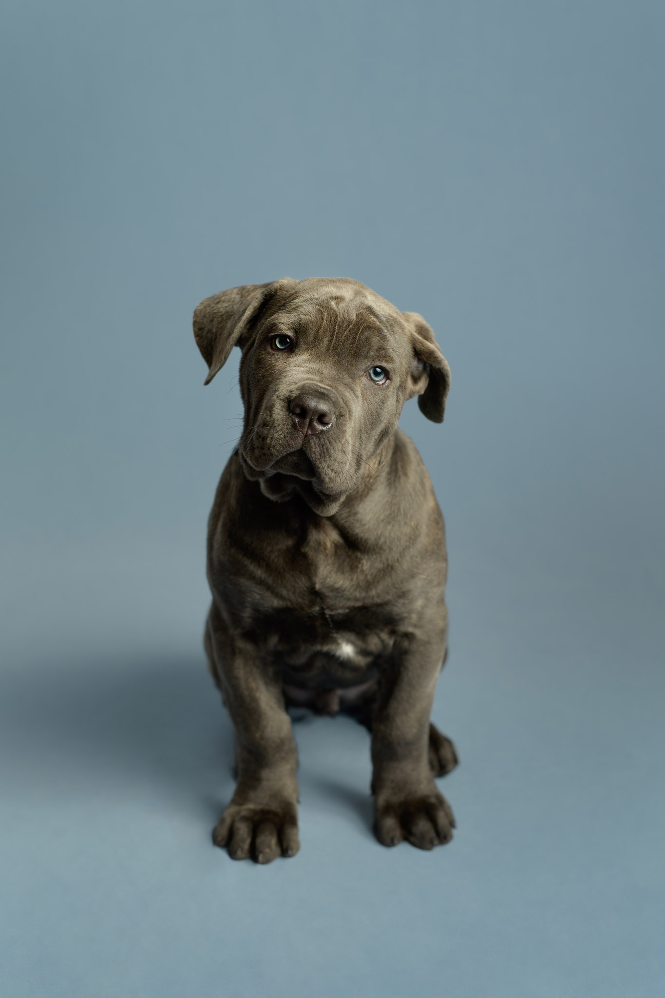 Halifax pet photography