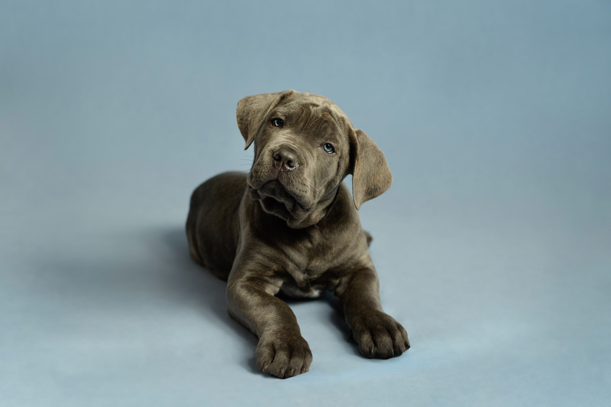 Pet photographers halifax ns