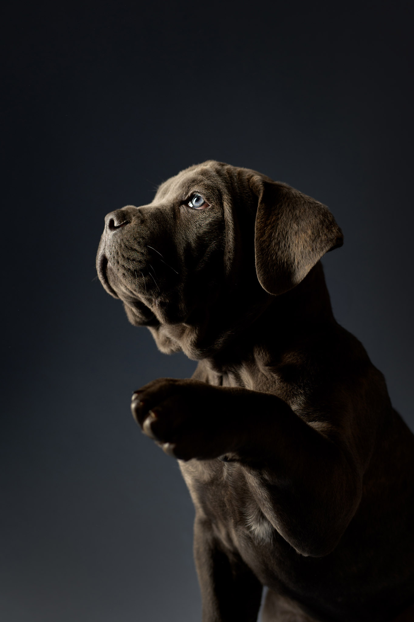 Cane Corso dog portrait