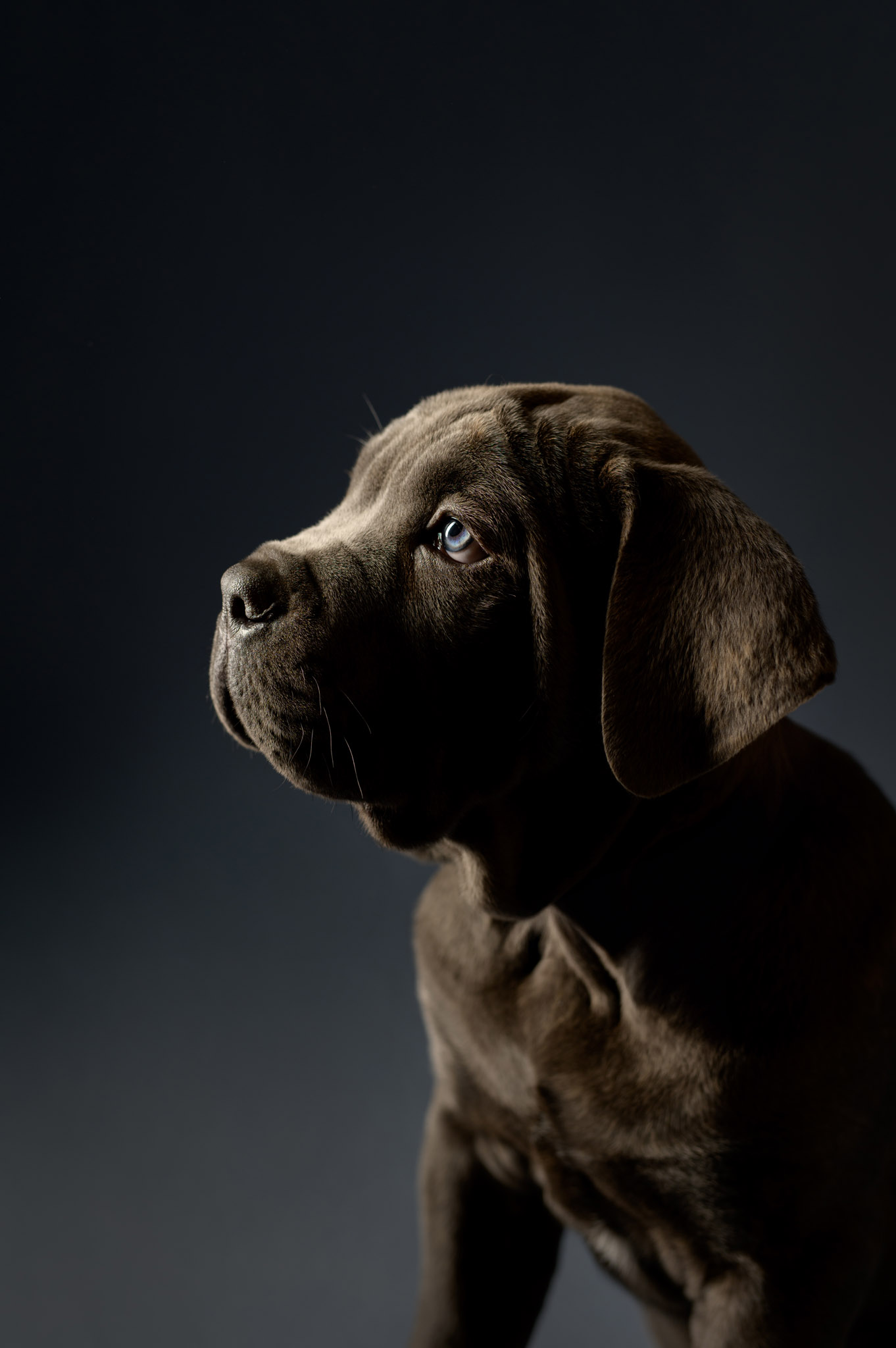 Cane Corso puppies Halifax NS