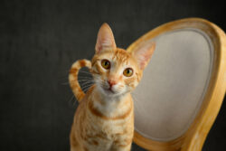 Capturing Colour and Character: A Halifax Newborn Photographer’s Dream Session