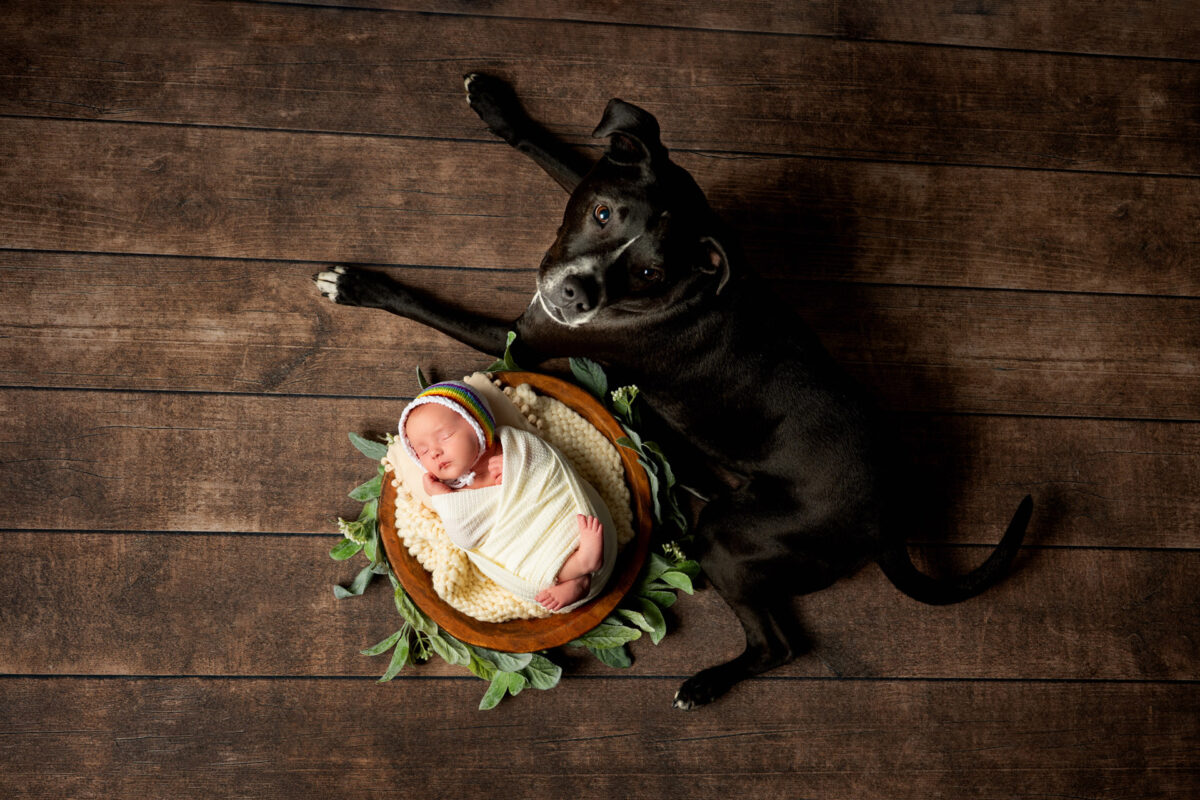 Newborn and pet dog photoshoot