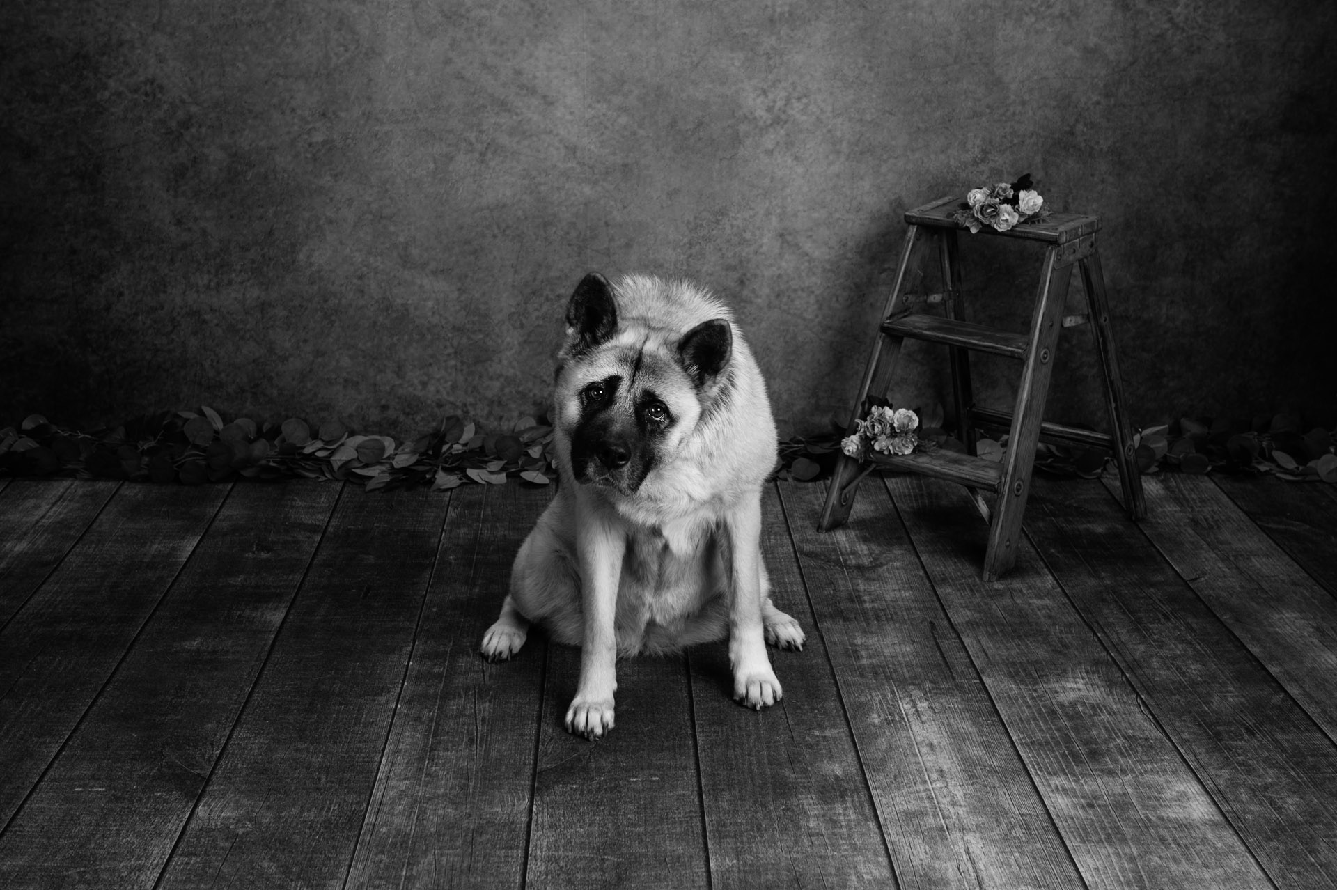 Pet photography of beautiful by shy American Akita dog. Halifax, Nova Scotia
