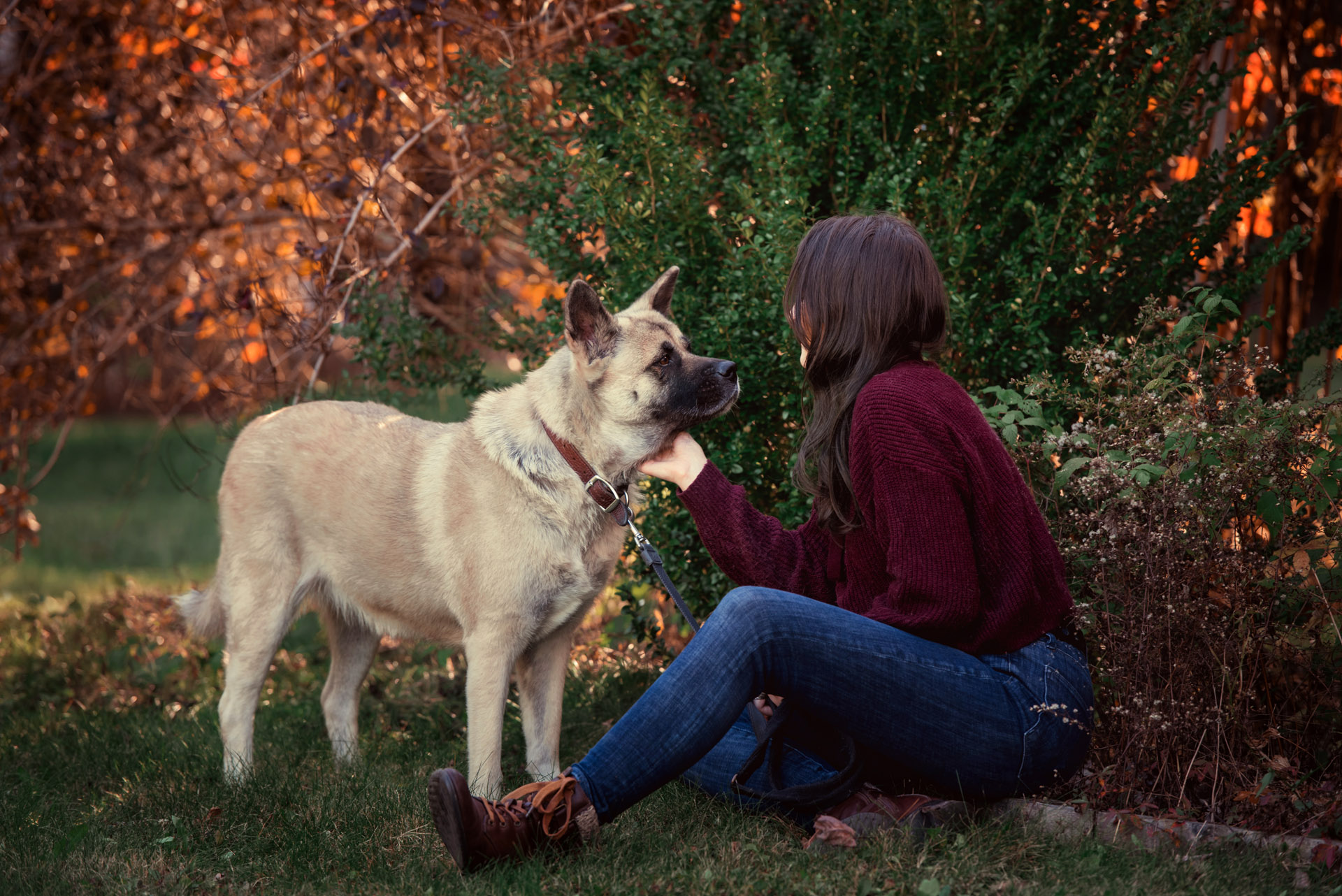 fall pet portrait photography session outdoors in Halifax, Nova Scoita