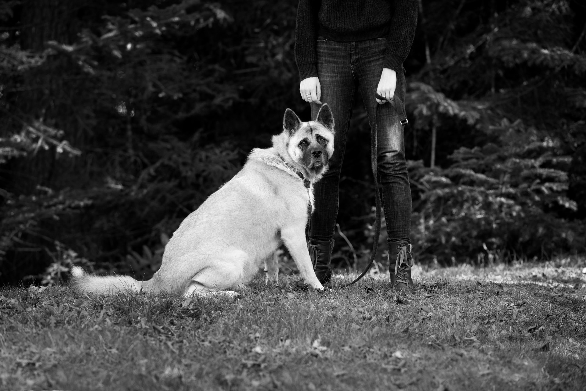pet photography of dog with owner outdoors in Halifax, Nova Scotia